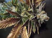 Papaya Cake archive 2