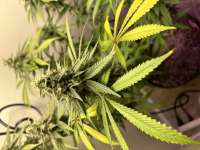 Papaya Cake archive 4