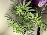 Papaya Cake archive 3