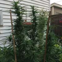 Strawberry Guava: strain page photo, credit seedfinder.eu, copyright status shown with credit copyright unverified