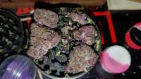 Tropicanna Cookies: strain page photo, credit seedfinder.eu, copyright status shown with credit copyright unverified