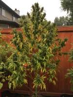 Lebanese Hybrid archive 3