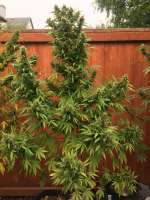 Lebanese Hybrid archive 1