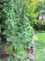 Lebanese Hybrid archive 2