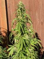An image of Oregon Grown OG