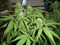 Sugar Cookies: strain page photo, credit seedfinder.eu, copyright status shown with credit copyright unverified