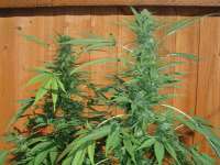 Sugar Cookies: strain page photo, credit seedfinder.eu, copyright status shown with credit copyright unverified