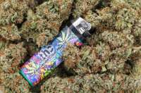 Super Glue: strain page photo, credit seedfinder.eu, copyright status shown with credit copyright unverified