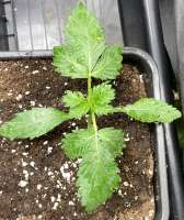 Alien Moonrocks archive 1