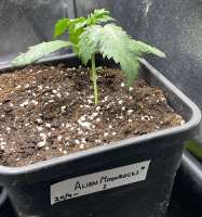 Alien Moonrocks archive 2