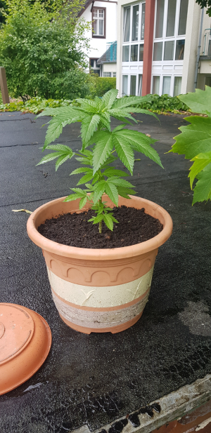 Alien Moonrocks archive 4