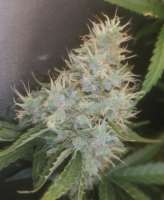 An image of Bruce Banner #3 Fast