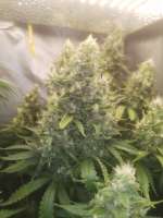 An image of Bruce Banner #3 Fast