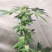 An image of Bruce Banner #3
