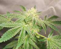 An image of Bruce Banner #3