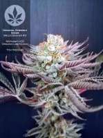 An image of Bruce Banner #3