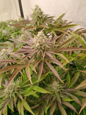 Jealousy: strain page photo, credit seedfinder.eu, copyright status shown with credit copyright unverified