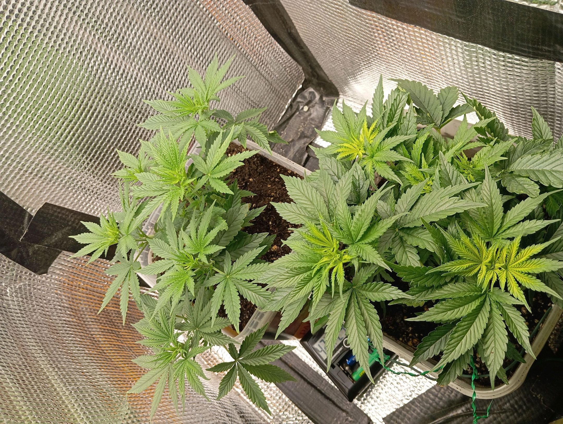 Pink Rozay x Strawberry Banana Auto
