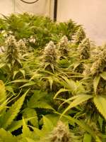 Pure kush: strain page photo, credit seedfinder.eu, copyright status shown with credit copyright unverified