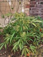 An image of Purple Haze Auto