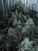 Wedding Cake: strain page photo, credit seedfinder.eu, copyright status shown with credit copyright unverified