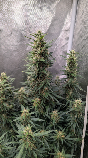 An image of White Crystal Meth Auto