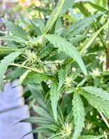Zkittlez: strain page photo, credit seedfinder.eu, copyright status shown with credit copyright unverified