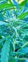 Zkittlez: strain page photo, credit seedfinder.eu, copyright status shown with credit copyright unverified
