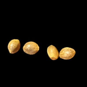 Image #15052549635440433
