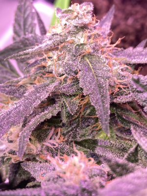 An image of Pinkleberry
