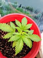 An image of Washington Skunk