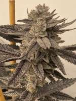 WHITE TRUFFLE: strain page photo, credit seedfinder.eu, copyright status shown with credit copyright unverified