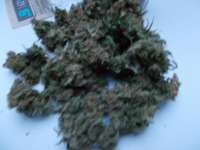 An image of Auto Acid