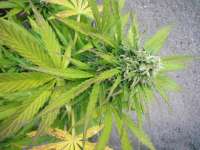 Auto Whiteberry archive 1