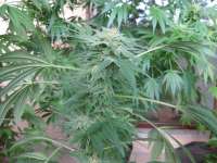 An image of Durga Mata II CBD