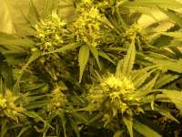 An image of Durga Mata II CBD