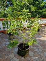 Eldorado OG archive 1