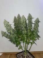 An image of L.A. Amnesia