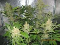 An image of L.A. Amnesia