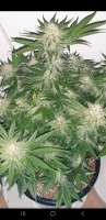 An image of L.A. Amnesia