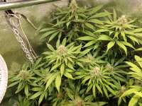 An image of L.A. Amnesia