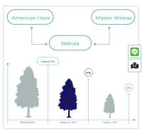 Nebula: strain page photo, credit seedfinder.eu, copyright status shown with credit copyright unverified