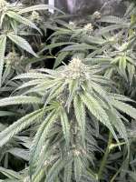 Nebula: strain page photo, credit seedfinder.eu, copyright status shown with credit copyright unverified