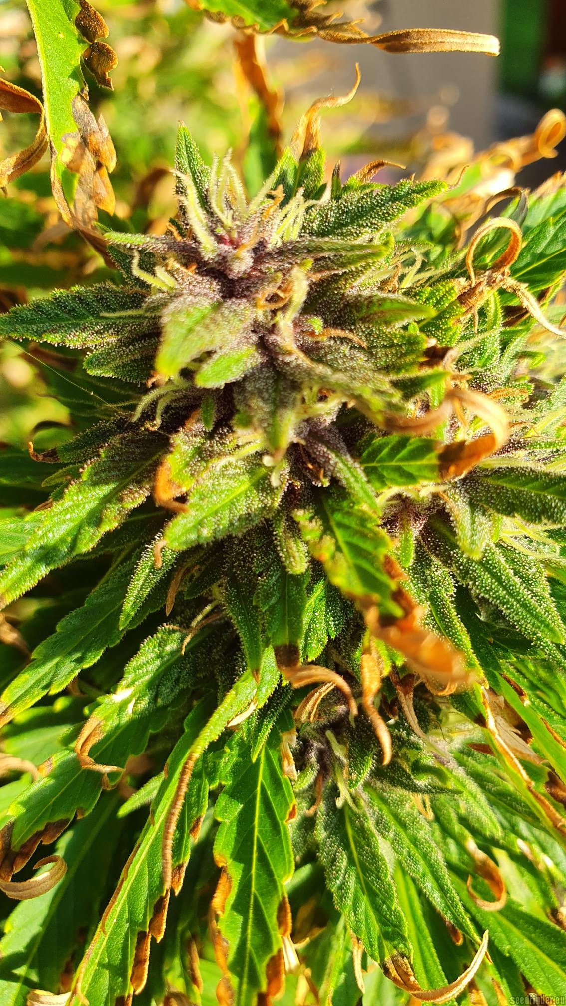 Sweet Purple flowering cannabis, as labeled by the cited photo source