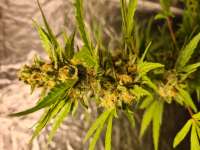 Tangerine Sorbet archive 2