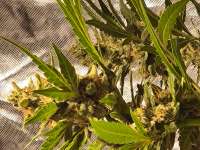 Tangerine Sorbet archive 3