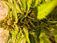 Tangerine Sorbet archive 1