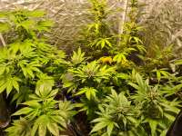 Tangerine Sorbet archive 4