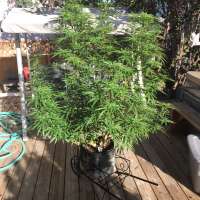 An image of Sweet Skunk