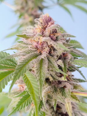 Peach Sake archive 1